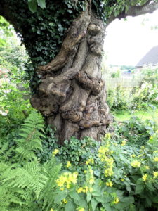 Stamm eines alten Kirsche-Baums (unterer Teil), im Garten, mit etwas Efeu bewachsen.